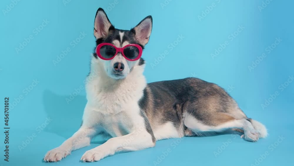 A young husky poses with sunglasses in the studio on a blue background A young husky poses with sunglasses in the studio on a blue background