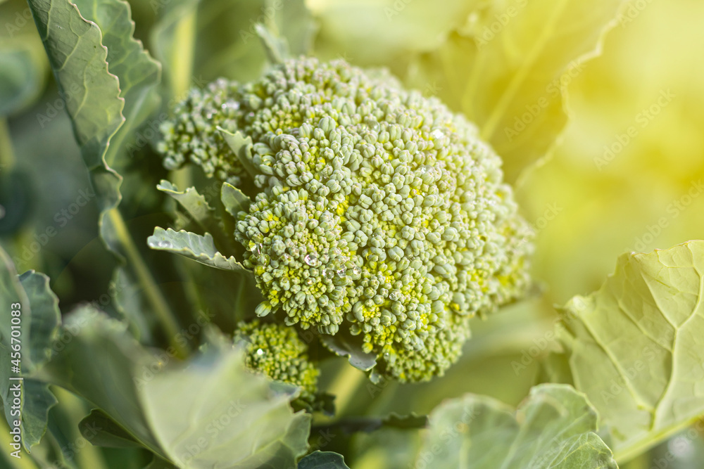 soft focus. natural light. growing organic products without the use of chemicals. green broccoli. close-up. soft focus. natural light. growing organic products without the use of chemicals. green broccoli. close-up.