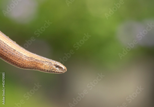 Slow worm, Anguis fragilis, difuse green background photo