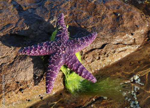 Purple sea star laying on rock at low tide in Beachcomber Regional Park photo