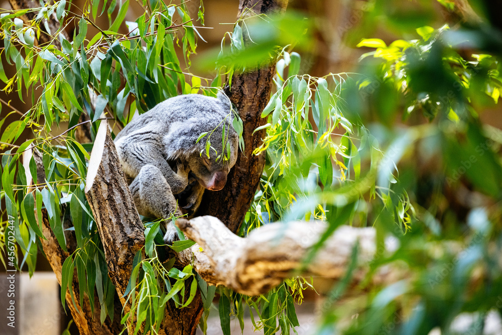 Sleeping Koara on the Tree Sleeping Koara on the Tree