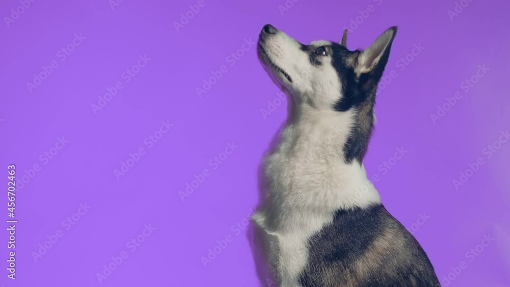 A young husky poses in the studio on a purple background A young husky poses in the studio on a purple background