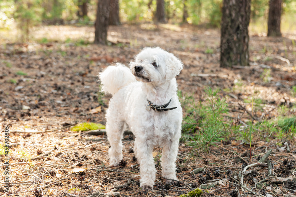 fluffy white little dog in to the autumn forest fluffy white little dog in to the autumn forest