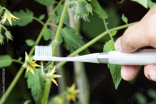 Canvas Print Hand holding electric vibrating toothbrush attempt to manually hand pollinate to