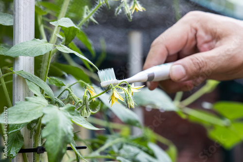 Hand holding electric vibrating toothbrush attempt to manually hand pollinate tomato plant flower