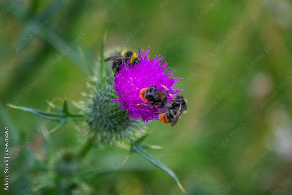 Close up bumblebees on a bright pink thistle flower, growing in a forest. Summer nature Close up bumblebees on a bright pink thistle flower, growing in a forest. Summer nature