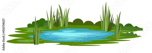 Swamp landscape with reed and cattail. Isolated element. Horizontally composition. Overgrown pond shore. Illustration vector