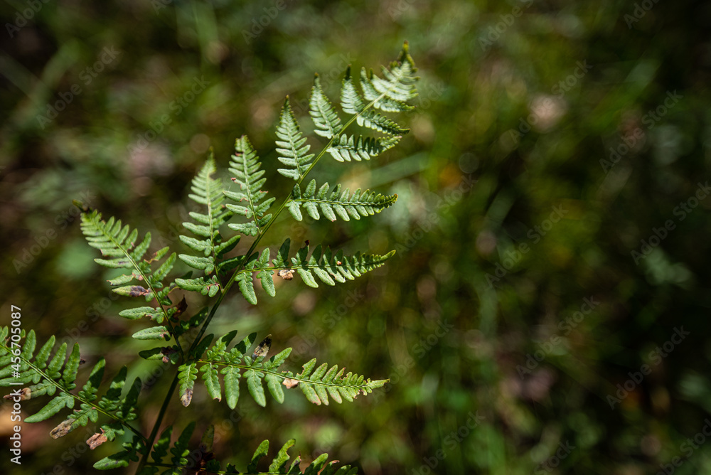 Old fern leaves in forest autumn in sunny day with blur background.