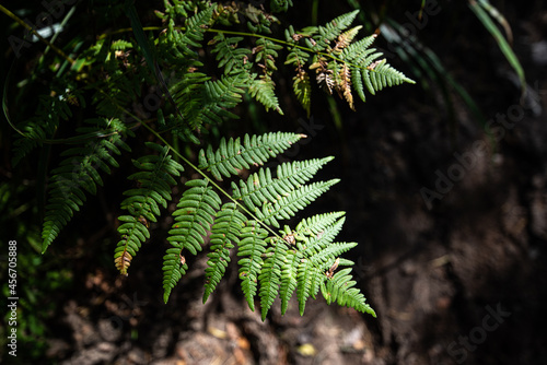 Old fern leaves in forest autumn in sunny day with blur background.