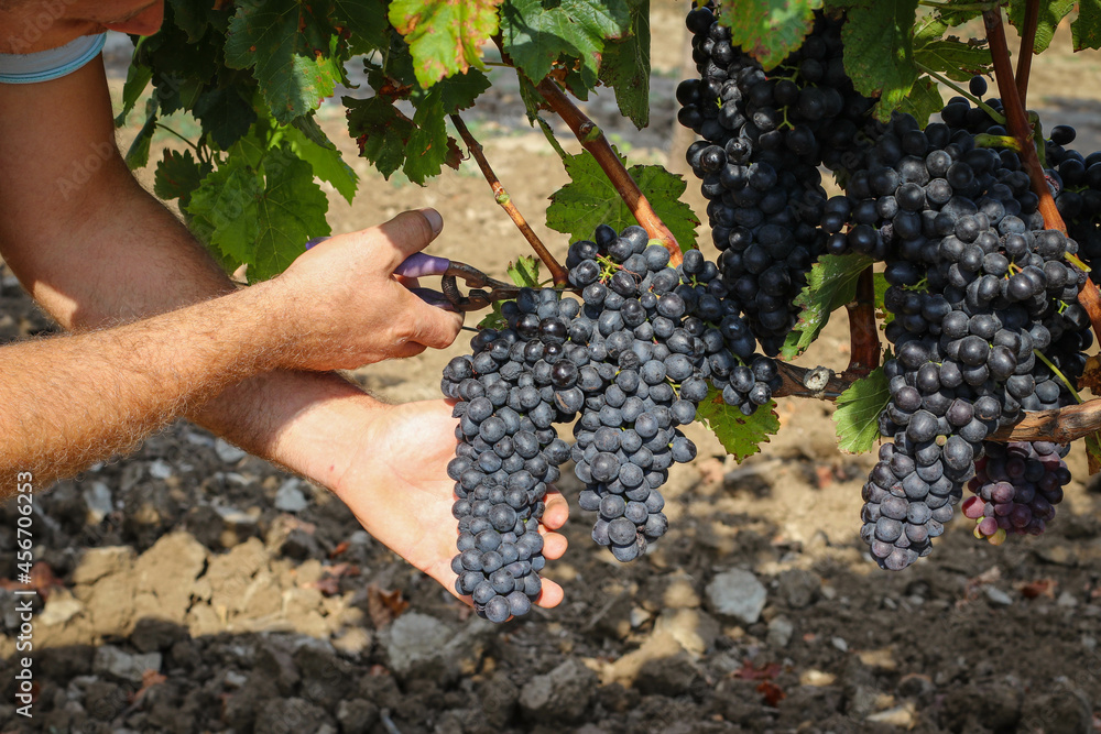 Farmer working in the vineyard harvesting the grapes. Hands cutting grapes during the harvest. 