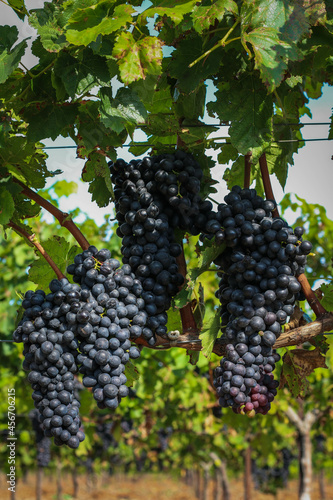 Bunch of dark grapes hanging on vines inside the vineyard