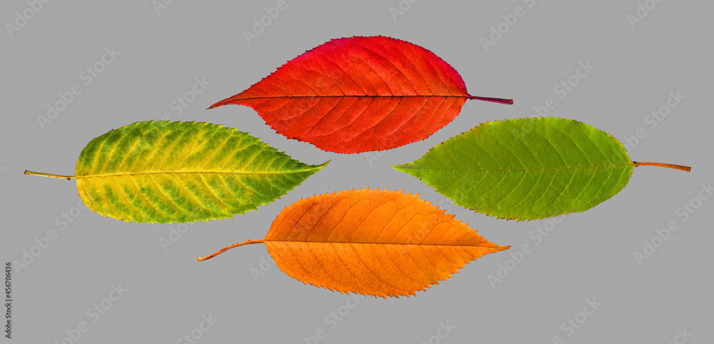 Obraz premium Set autumn fallen leaves isolated on gray background as floral pattern for fall season concept.