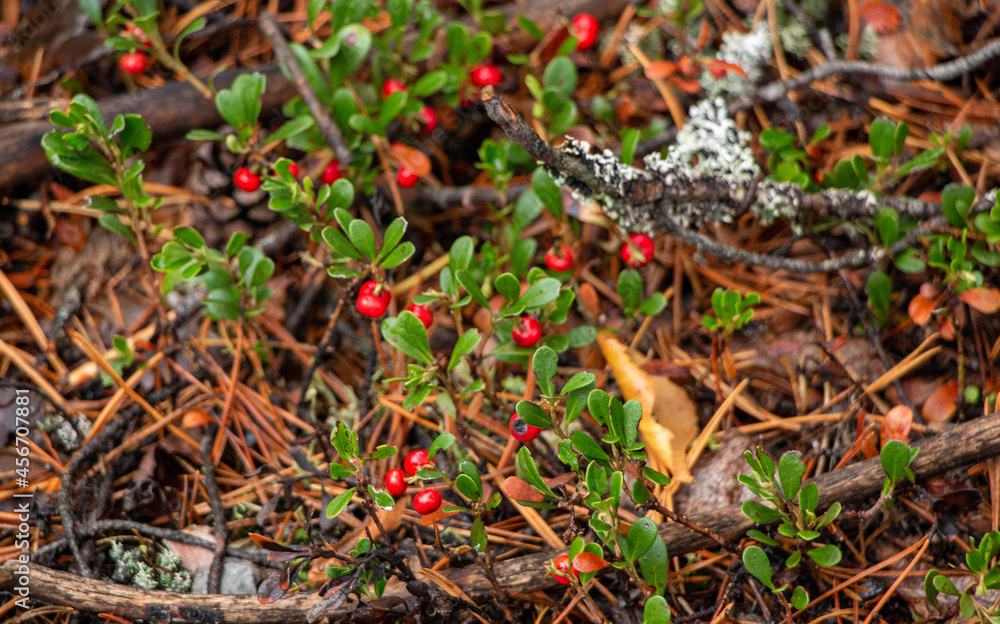 Juicy red lingonberry berry with green leaves grows among moss in forest. Juicy red lingonberry berry with green leaves grows among moss in forest.