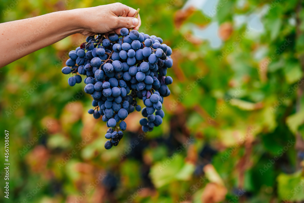 A young woman holding a bunch of red wine grapes in a vineyard