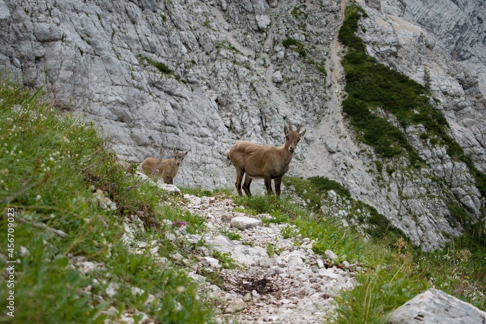 Capricorn under the Triglav - Triglav Nationa Park - Julian Alps - Slovenia Capricorn under the Triglav - Triglav Nationa Park - Julian Alps - Slovenia