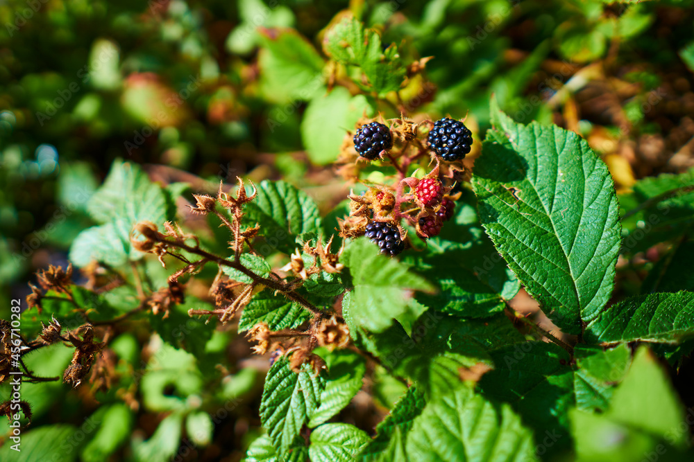 Sunny weather in the forest after rain. Ripe blackberries in the forest. Sunny weather in the forest after rain. Ripe blackberries in the forest.