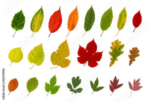 Big collection of autumn leaves isolated on white background for fall design.