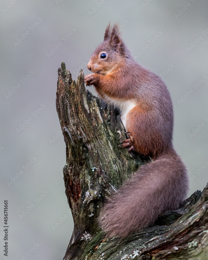 Fototapeta premium Red Squirrel perched on a tree stump eating a nut with a grey background. 