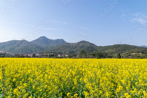 Fields of golden rape flowers under the blue sky