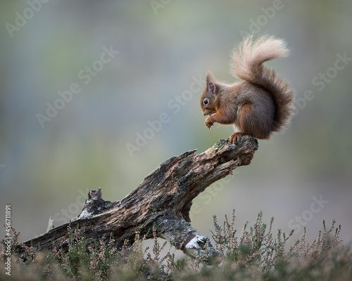 Red squirrel percehd on the end of  log with a blue/green background.  Taken in the Cairngorms National Park, Scotland.