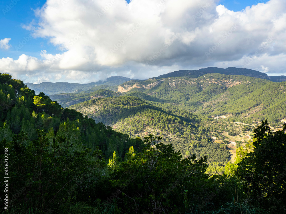 Fototapeta premium flowers and trees of pine forest in mallorca, balearic islands, europe