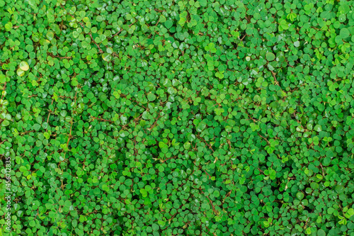 Green Roundleaf bindweed (Bai Tang Rian) is a climber plant on the ground, used as natural background.