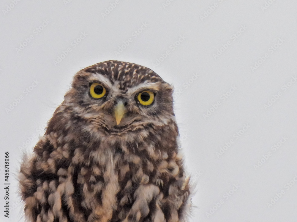 Strix (Owl of the genus) Strix (Owl of the genus)