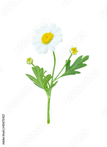 Flower of camomile isolated on white background 