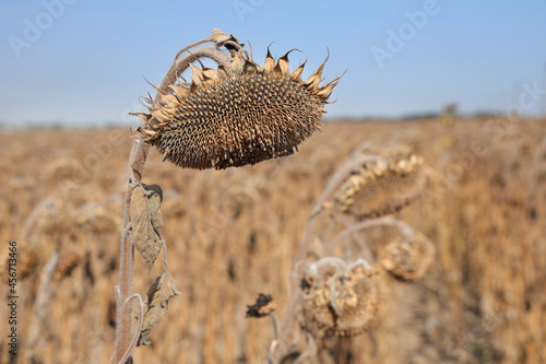 Ripe dry sunflower with seeds ready for harvest. Close-up on natural background. 