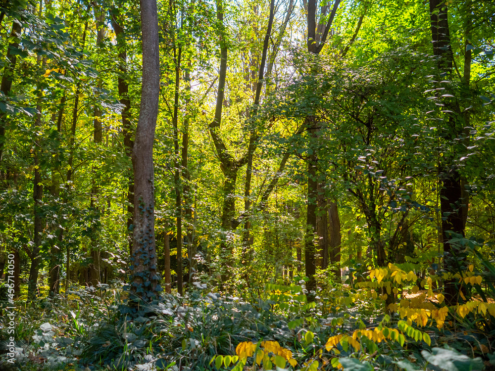 Obraz premium caminos de bosques frondosos en primavera, pinos, flores, naturaleza, otoño en Aranjuez, Madrid, España.