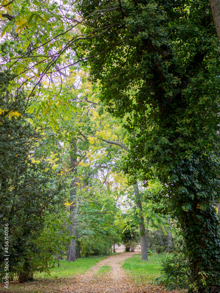 caminos de bosques frondosos en primavera, pinos, flores, naturaleza, otoño en Aranjuez, Madrid, España.