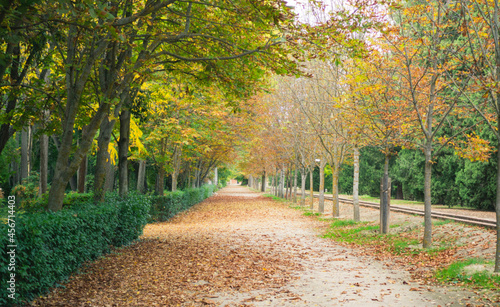 caminos de bosques frondosos en primavera, pinos, flores, naturaleza, otoño en Aranjuez, Madrid, España. photo
