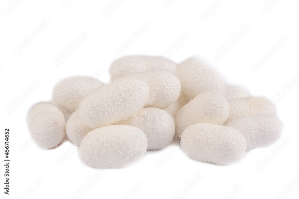 White silkworm cocoons bark. It is the source of silk thread and silk fabric White silkworm cocoons bark. It is the source of silk thread and silk fabric
