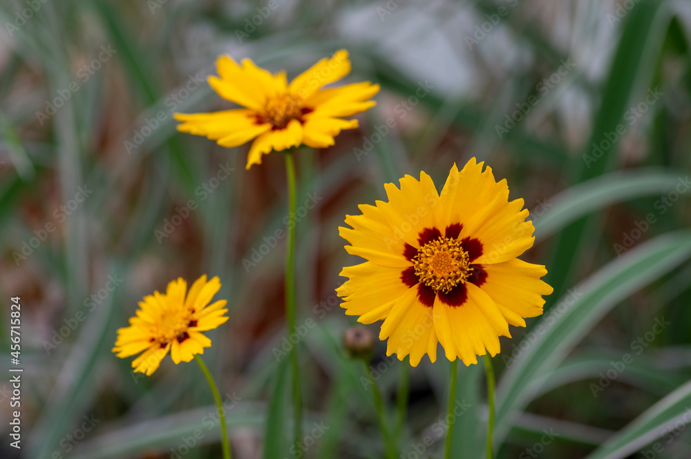 Coreopsis grandiflora bright yellow flowering plant, group of petal ornamental flowers in bloom Coreopsis grandiflora bright yellow flowering plant, group of petal ornamental flowers in bloom