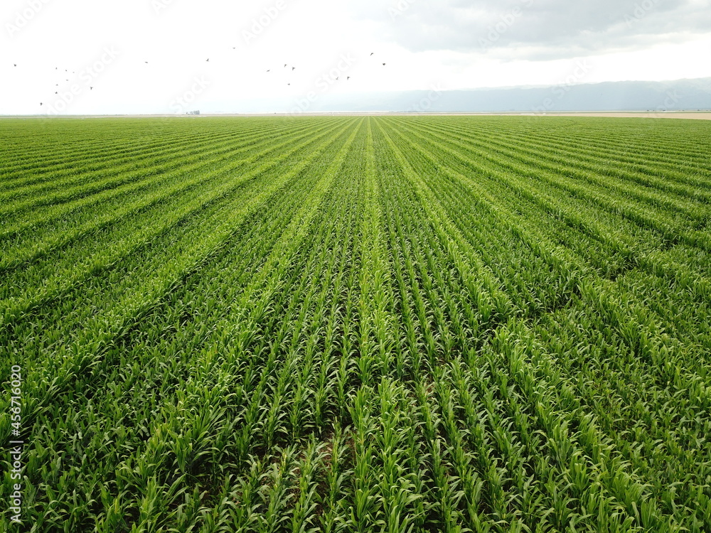 Green corn plantation with drone Green corn plantation with drone