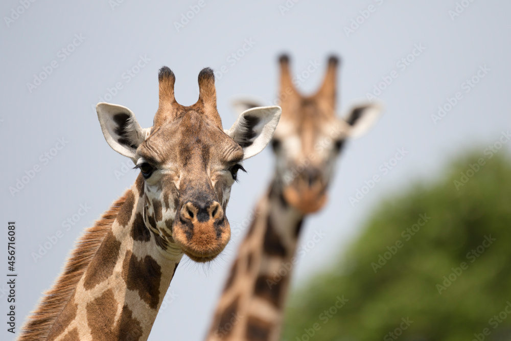 Fototapeta premium Rothschild's giraffe (Giraffa camelopardalis rothschildi) is a subspecies of the Northern giraffe and one of the most endangered distinct populations of giraffe