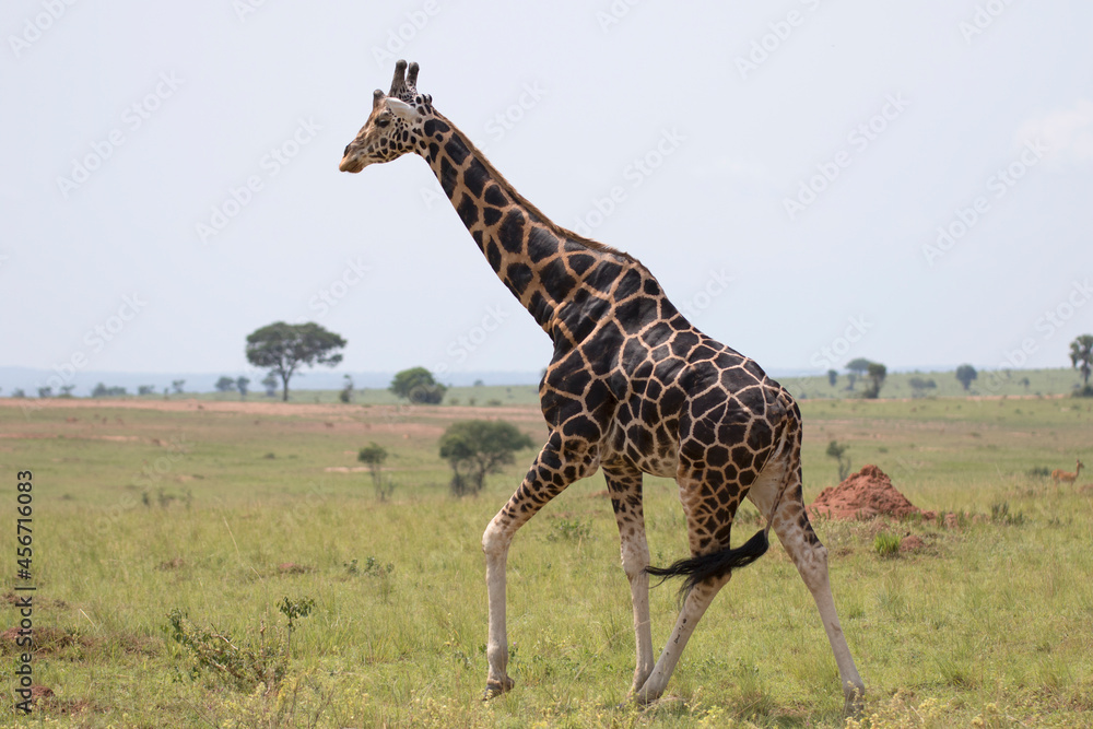Fototapeta premium Rothschild's giraffe (Giraffa camelopardalis rothschildi) is a subspecies of the Northern giraffe and one of the most endangered distinct populations of giraffe