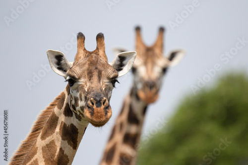 Rothschild's giraffe (Giraffa camelopardalis rothschildi) is a subspecies of the Northern giraffe and one of the most endangered distinct populations of giraffe photo