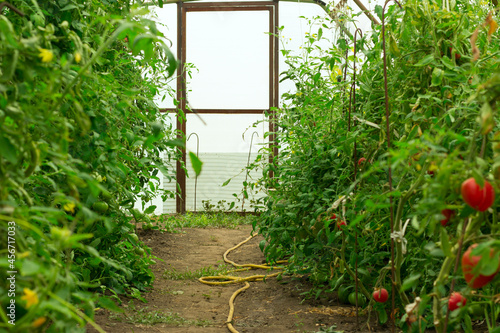 Fototapeta Naklejka Na Ścianę i Meble -  growing tomatoes in a greenhouse