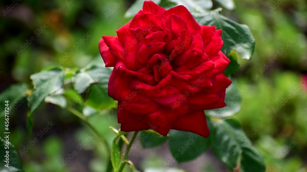 Beautiful flowers swaying in the wind. Natural background of flowers. Modern floristry. Beautiful flowers swaying in the wind. Natural background of flowers. Modern floristry.