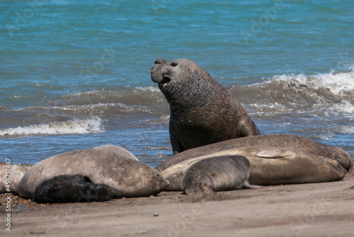 Elephant seal couple mating, Peninsula Valdes, Patagonia, Argentina