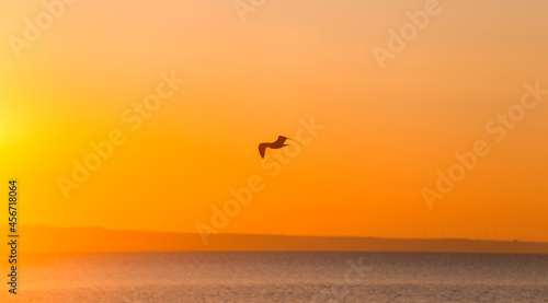Silhouette of a flying seagull over a beautiful sunrise sea landscape. © Vulp