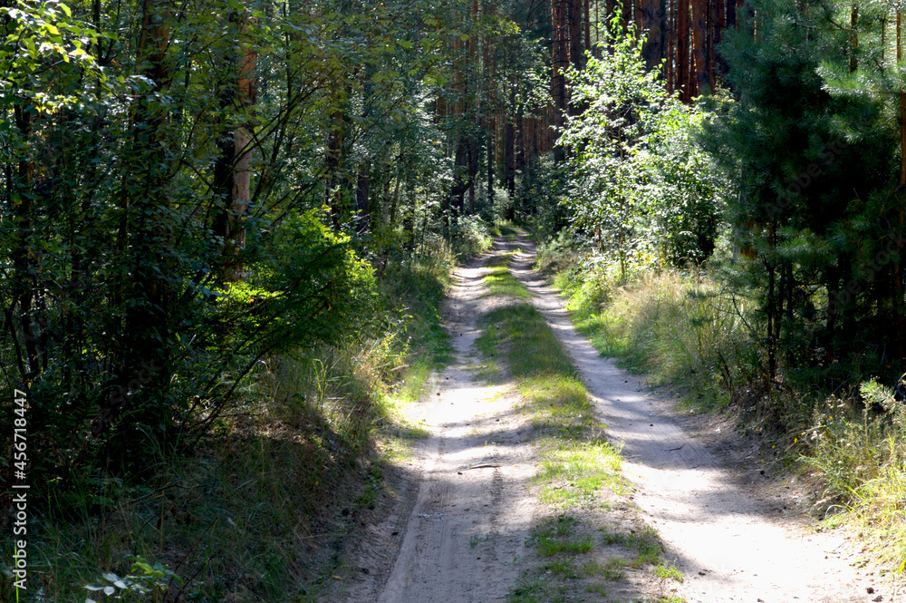 Fototapeta premium road in the forest. Country road.