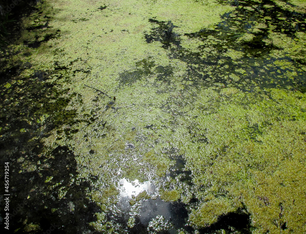 Water surface with layer of blue-green algae. 
Natural view of lake, swamp or river with blooming Cyanobacteria. It is world environmental problem and ecology concept of polluted nature.