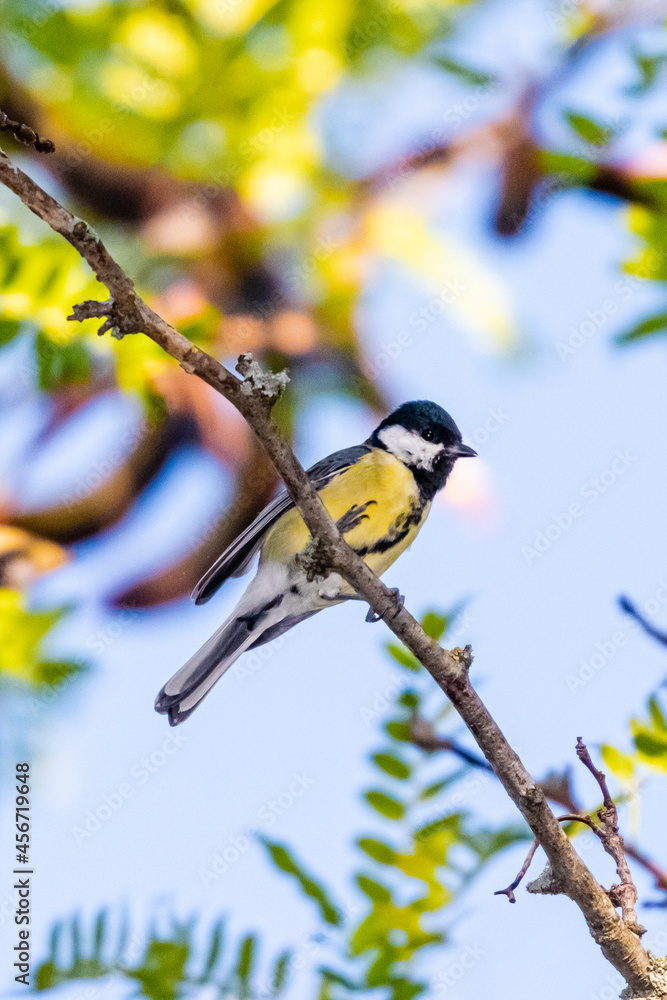 Fototapeta premium great tit perched on a tree branch