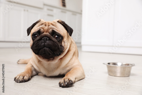 Cute pug dog suffering from heat stroke near bowl of water on floor at home