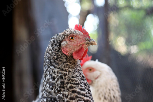 Chickens on a farm, poultry concept. Speckled hen in the foreground