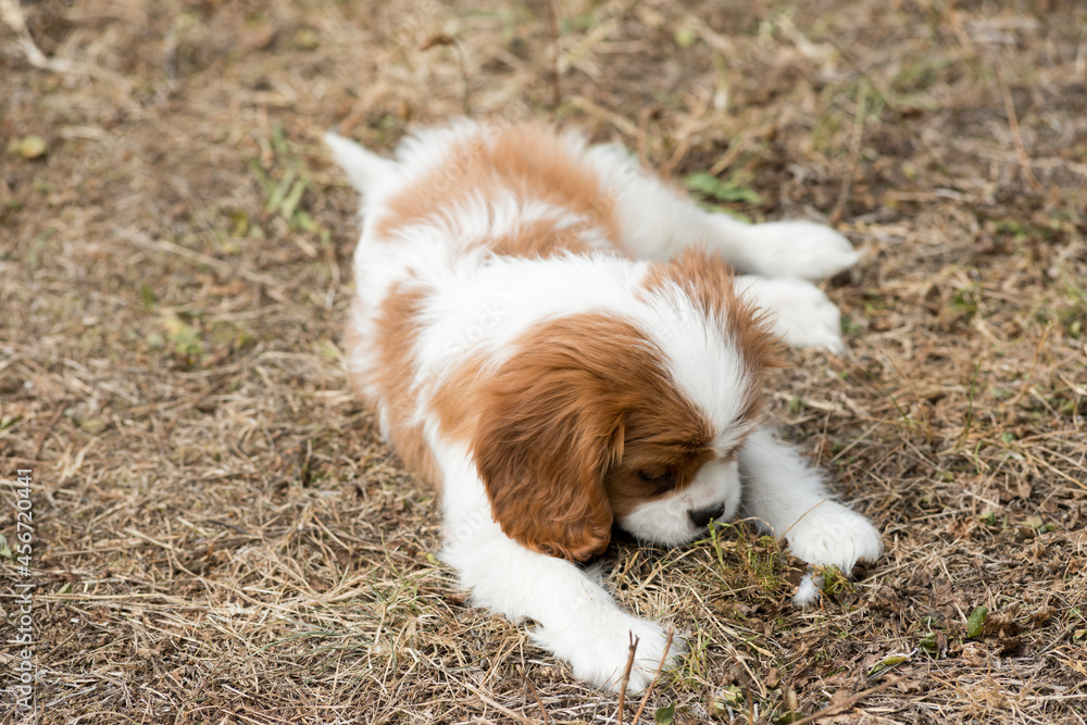 Adorable chiot dans la nature Adorable chiot dans la nature