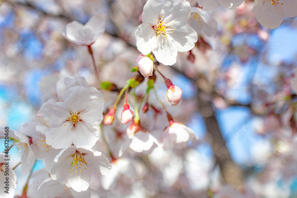 Fototapeta premium Close-up picture of cherry blossoms trees big of bloom in April.