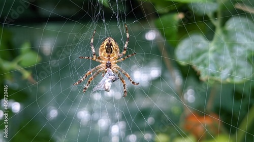 Cross spider in a net eating a wrapped up fly